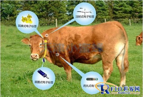 rfid应用于家畜跟踪