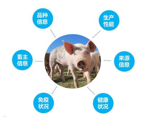 RFID在猪场应用的相关图片
