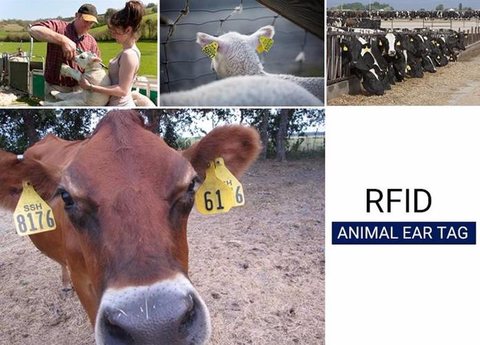 rfid在动物中的具体应用的相关图片