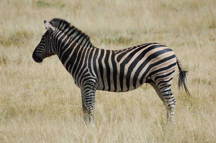 zebra的相关图片